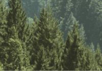 Carta FSC: Santoro Creative Hub sceglie la sostenibilità usando solo carta certificata FSC 1 Carta FSC - Certificazione FSC